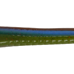 Roboworm Fat Worm 4.5 Inches - (SK)