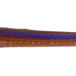 Roboworm Fat Worm 4.5 Inches - (SK)
