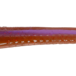 Roboworm Fat Worm 4.5 Inches - (SK)