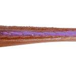 Roboworm Sculpin 4 Inches - (SN)