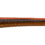 Roboworm Straight Tail Worm 7 Inches - (SL)