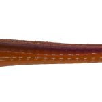 Roboworm Fat Worm 4.5 Inches - (SK)