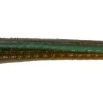 Roboworm Fat Worm 4.5 Inches - (SK)