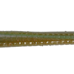 Roboworm Straight Tail Worm 7 Inches - (SL)