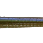 Roboworm Fat Worm 6 Inches - (SF)