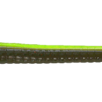 Roboworm Straight Tail Worm 7 Inches - (SL)