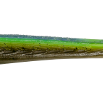 Roboworm Sculpin 4 Inches - (SN)