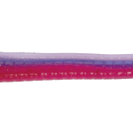 Roboworm Straight Tail Worm 7 Inches - (SL)