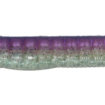 Roboworm Ned Worm 4.5 Inches - (N5)