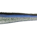 Roboworm Alive Shad 3 Inches - (AS)