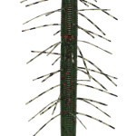 Gary Yamamoto Senko Stick Bait Worm 5 Inch - (YAM-9FUZ-4)