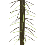 Gary Yamamoto Senko Stick Bait Worm 5 Inch - (YAM-9FUZ-4)