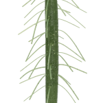 Gary Yamamoto Senko Stick Bait Worm 5 Inch - (YAM-9FUZ-4)