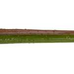 Roboworm Straight Tail Worm 6 Inches - (SR)