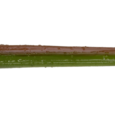 Roboworm Straight Tail Worm 6 Inches - (SR)