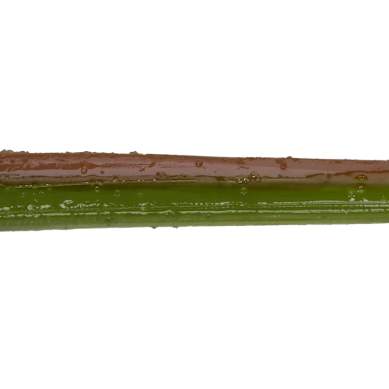Roboworm Straight Tail Worm 6 Inches - (SR)